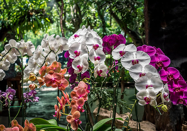 Orchideafarm Szlovéniában